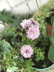 Chrysanthemum morifolium
