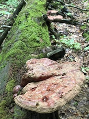 Ganoderma tsugae