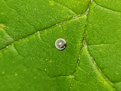 Pterygota