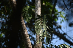 Monstera dubia
