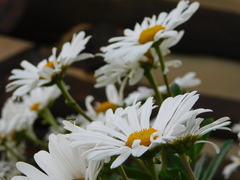 Leucanthemum maximum