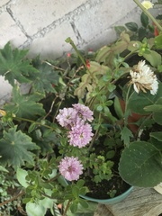 Chrysanthemum morifolium