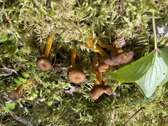 Craterellus