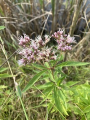 Eupatorium cannabinum