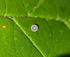 Pterygota