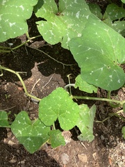 Cucurbita moschata