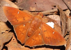 Dyscophellus porcius