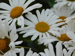 Leucanthemum maximum
