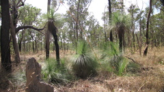 Xanthorrhoea johnsonii