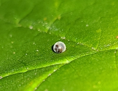 Pterygota