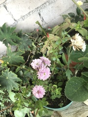 Chrysanthemum morifolium