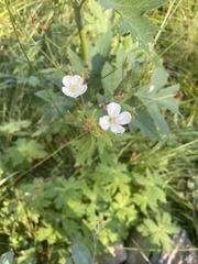 Geranium richardsonii