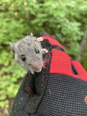 Peromyscus leucopus