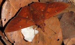 Dyscophellus porcius