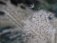 Miscanthus