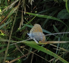 Lycaena virgaureae