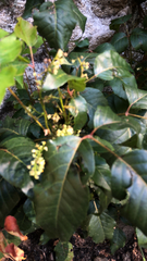 Toxicodendron radicans