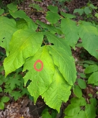 Pterygota