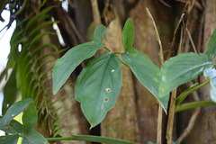 Syngonium podophyllum