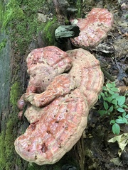 Ganoderma tsugae
