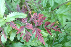 Conioselinum gmelinii