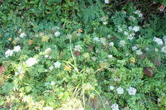 Conioselinum gmelinii