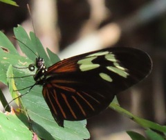 Heliconius erato amazona