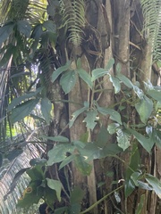 Syngonium podophyllum
