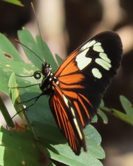 Heliconius erato amazona