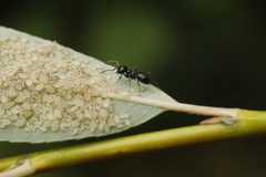 Lasius fuliginosus