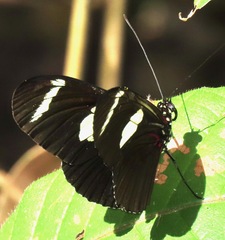 Heliconius wallacei