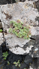Potentilla villosa