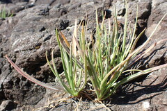 Plantago maritima
