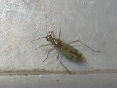 Dicyphus bolivari