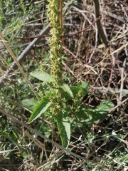 Rumex obtusifolius