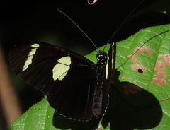 Heliconius wallacei