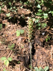 Goodyera pubescens
