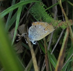 Lycaena virgaureae