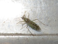 Dicyphus bolivari