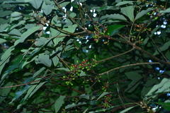 Lindera megaphylla