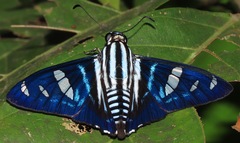 Jemadia