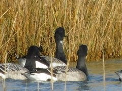 Branta bernicla
