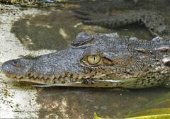 Crocodylus