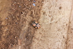 Ogdoecosta biannularis