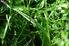 Dactylorhiza majalis baltica