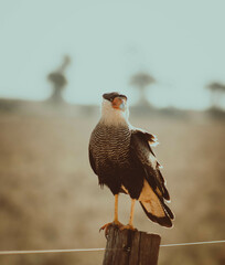 Caracara plancus