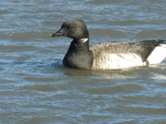 Branta bernicla