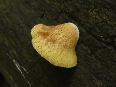 Crepidotus mollis