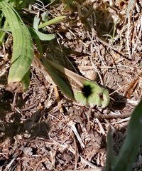 Locusta migratoria