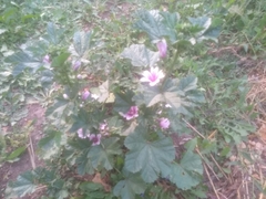 Malva sylvestris